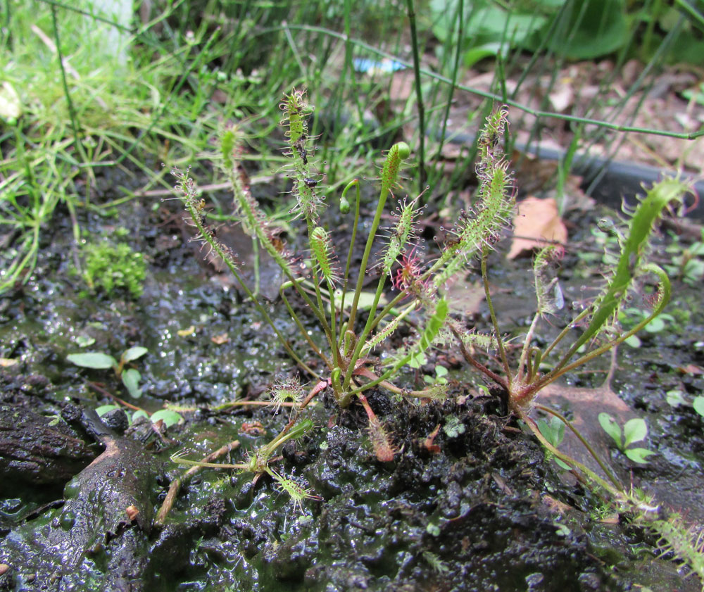 Изображение особи Drosera linearis.