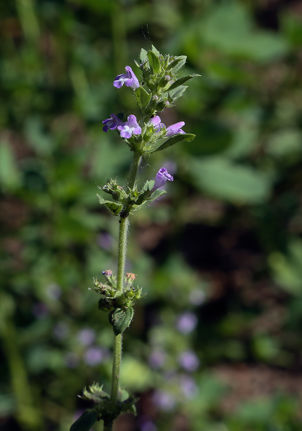 Изображение особи Ziziphora acinos.