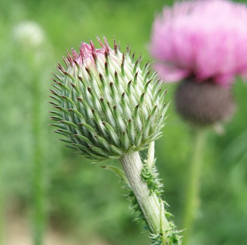 Image of genus Carduus specimen.