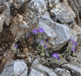 Legousia speculum-veneris