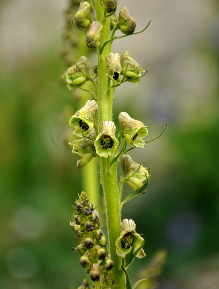 Image of Aconitum sajanense specimen.