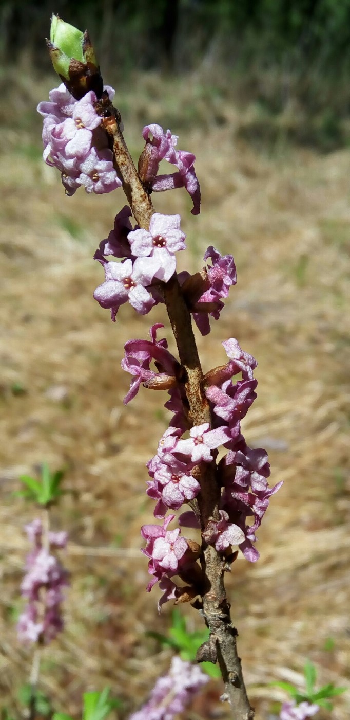 Image of Daphne mezereum specimen.