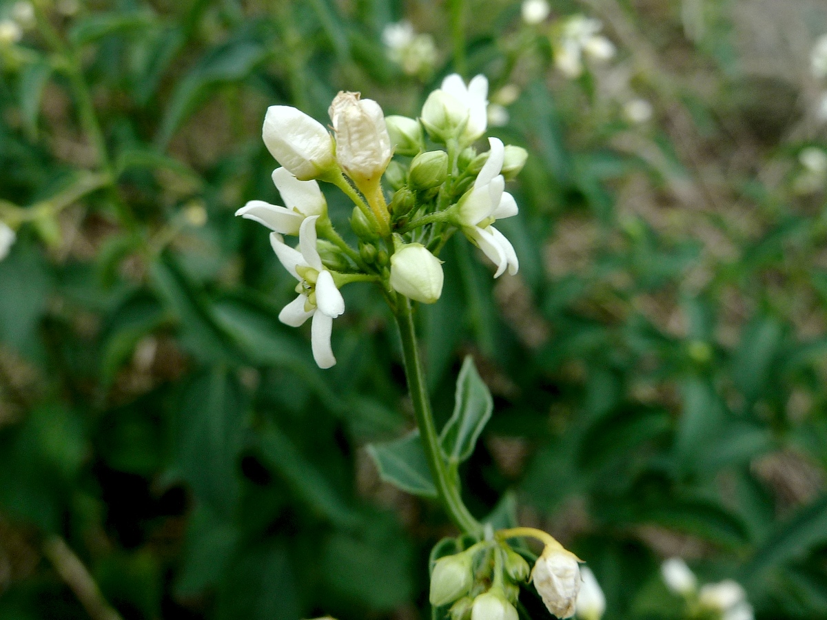 Image of Vincetoxicum hirundinaria specimen.