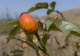 Rosa marginata. Зрелый плод. Крым, Керченский п-ов, Приазовье, Генеральские пляжи, балка в петрофитной степи, сходящая к берегу моря. 18.08.2018.