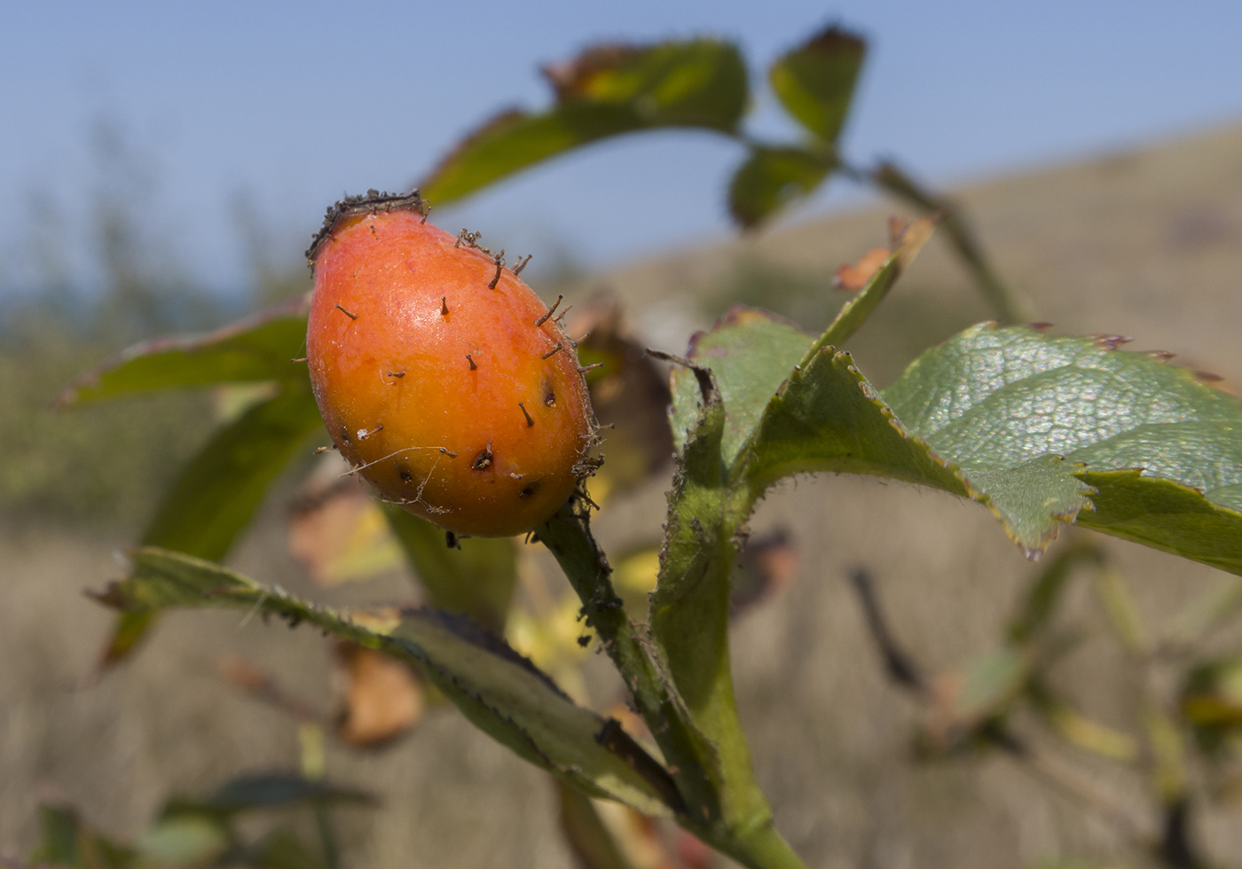 Image of Rosa marginata specimen.