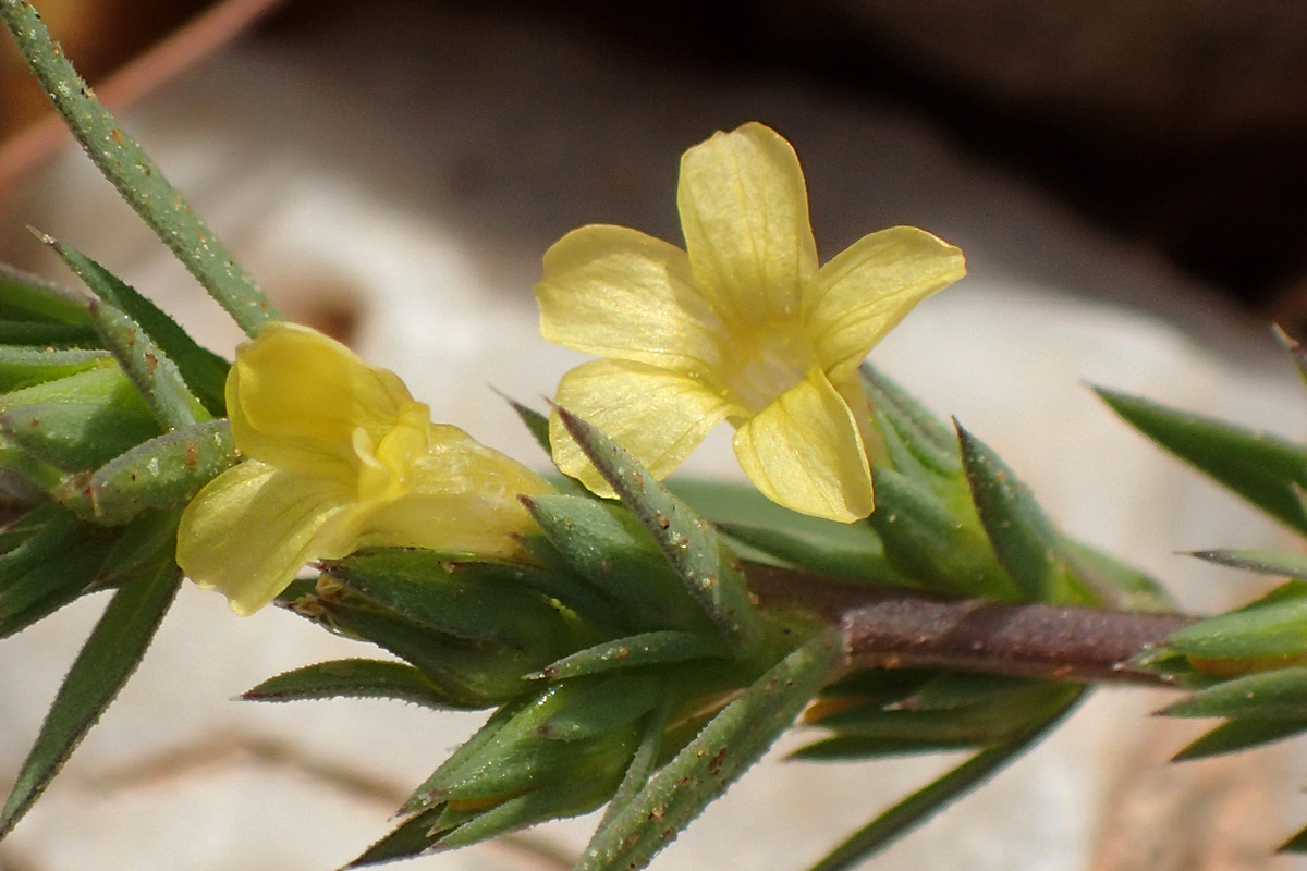 Image of Linum strictum ssp. spicatum specimen.