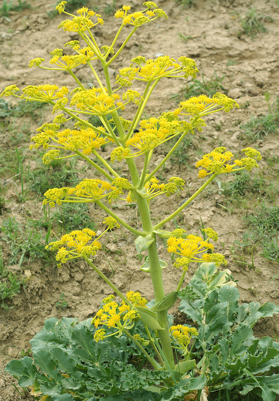 Изображение особи Ferula kuhistanica.