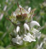 Salvia aethiopis