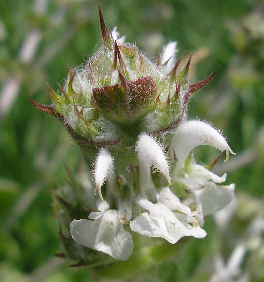 Image of Salvia aethiopis specimen.