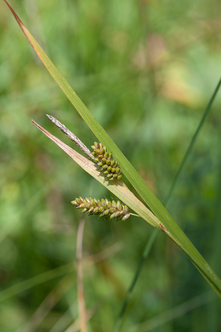 Изображение особи Carex pallescens.