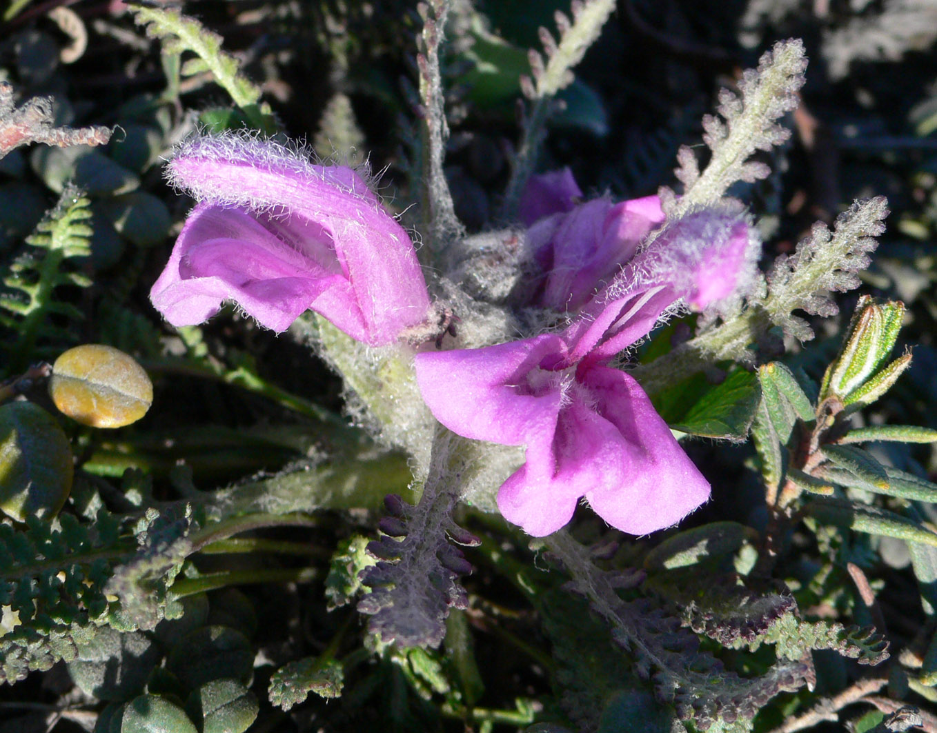 Image of genus Pedicularis specimen.