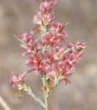Noaea mucronata