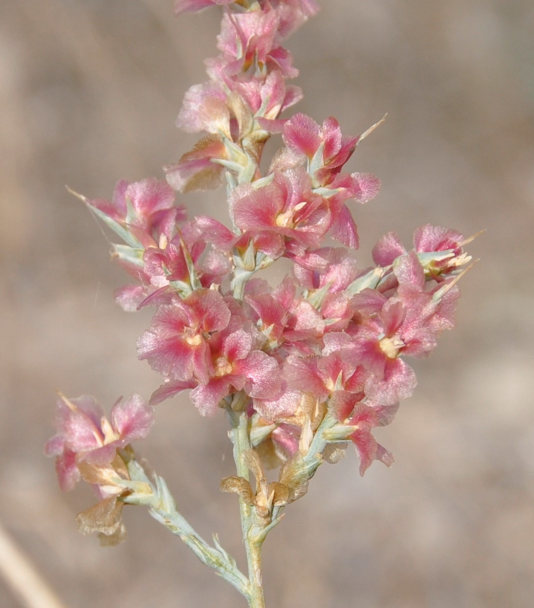 Image of Noaea mucronata specimen.