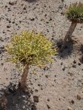 View full-size image Anabasis truncata
