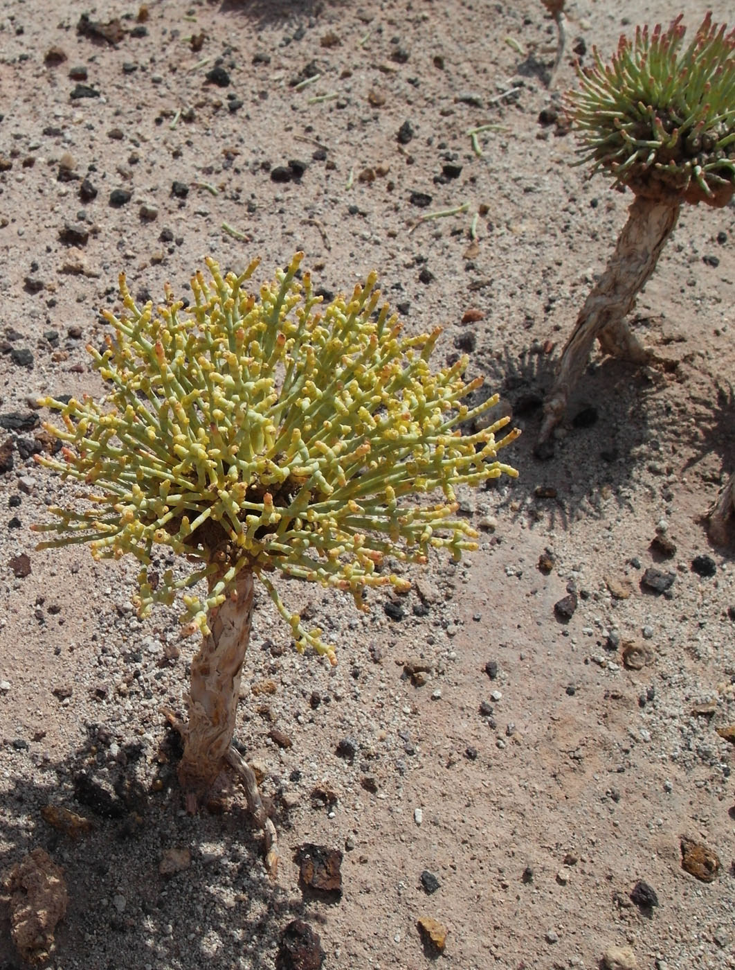 Image of Anabasis truncata specimen.