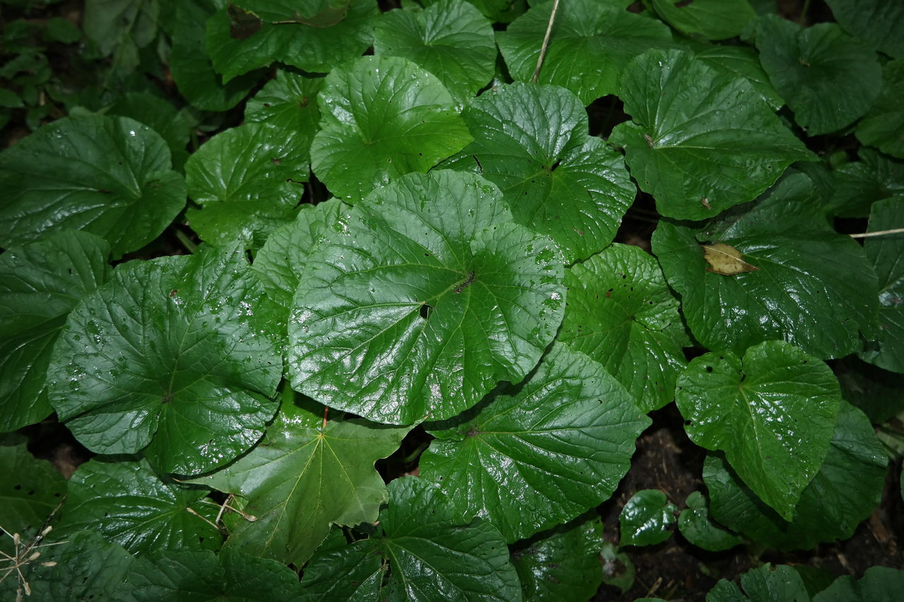 Изображение особи Pachyphragma macrophyllum.