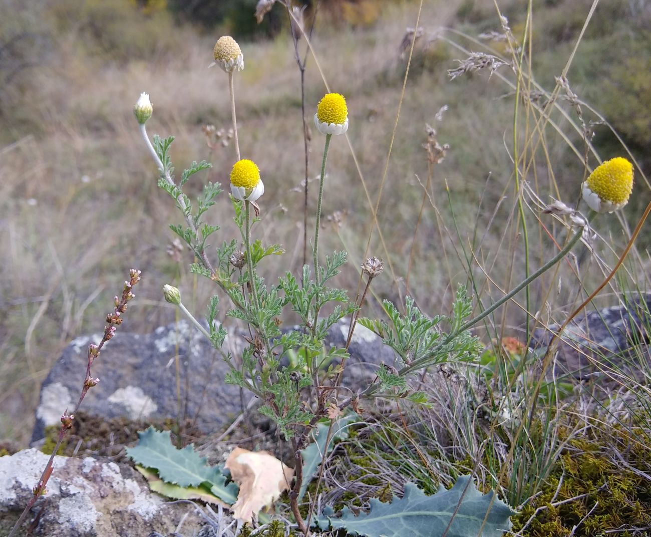 Image of Anthemis ruthenica specimen.