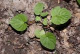 genus Viola