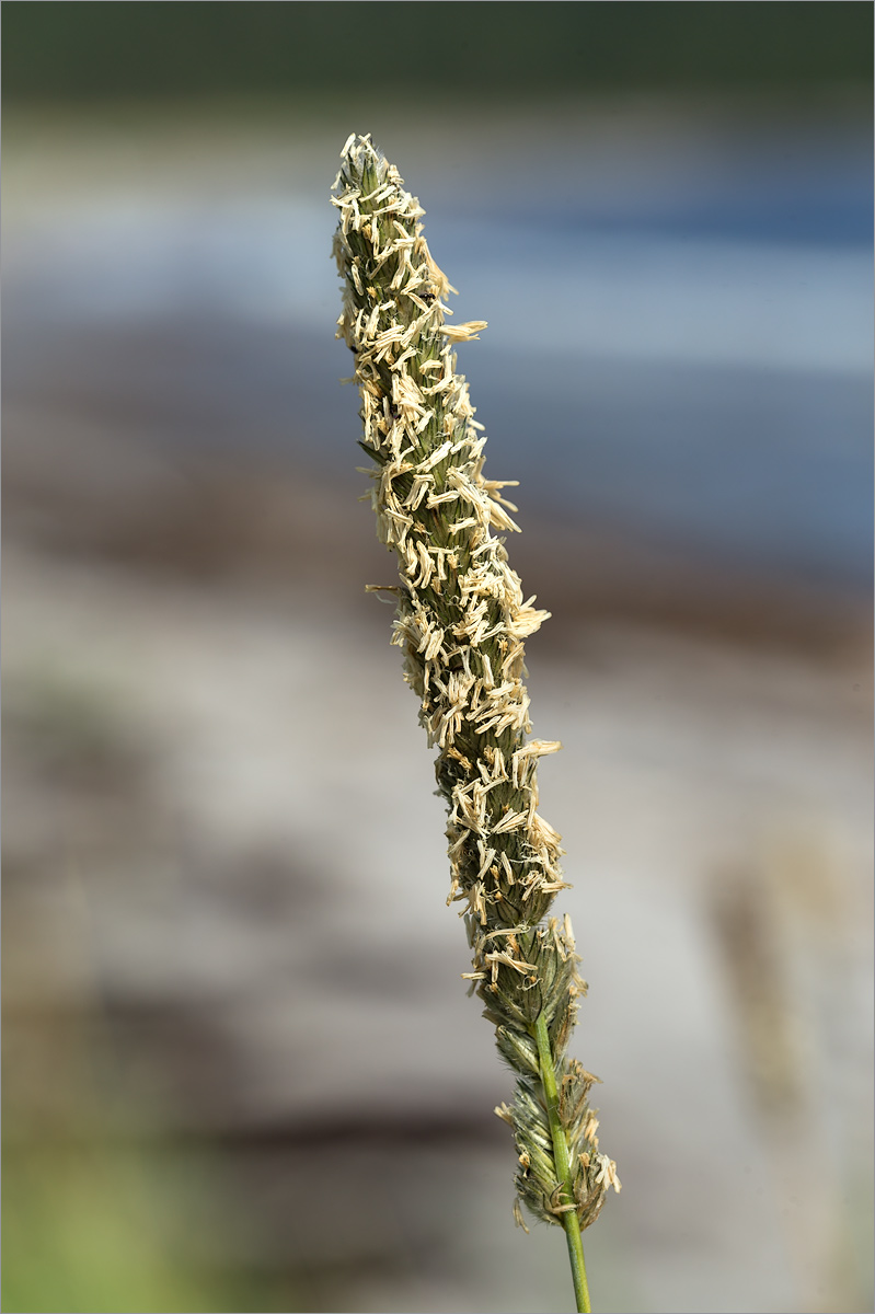 Image of Alopecurus arundinaceus specimen.
