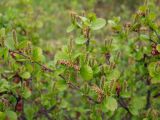 Betula divaricata