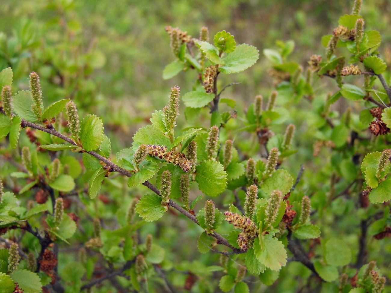 Изображение особи Betula divaricata.