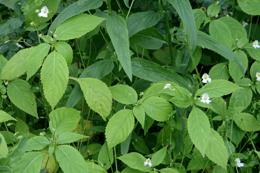 Image of Impatiens parviflora specimen.