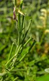 Matthiola incana