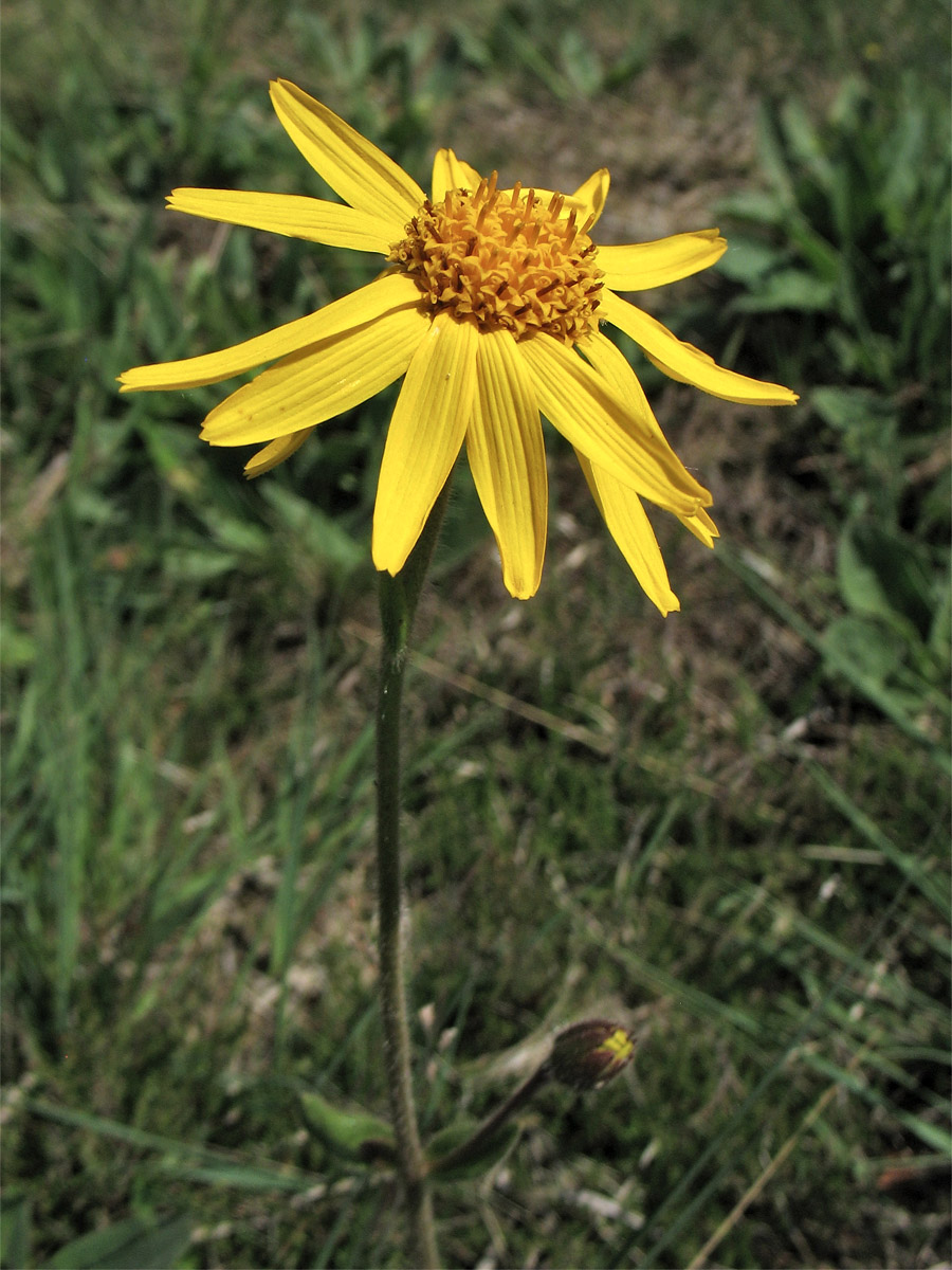 Image of Arnica montana specimen.