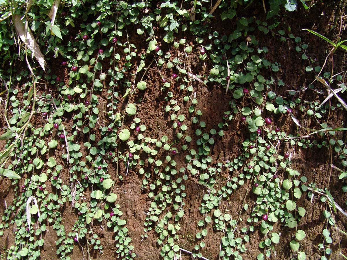 Image of Lobelia nummularia specimen.