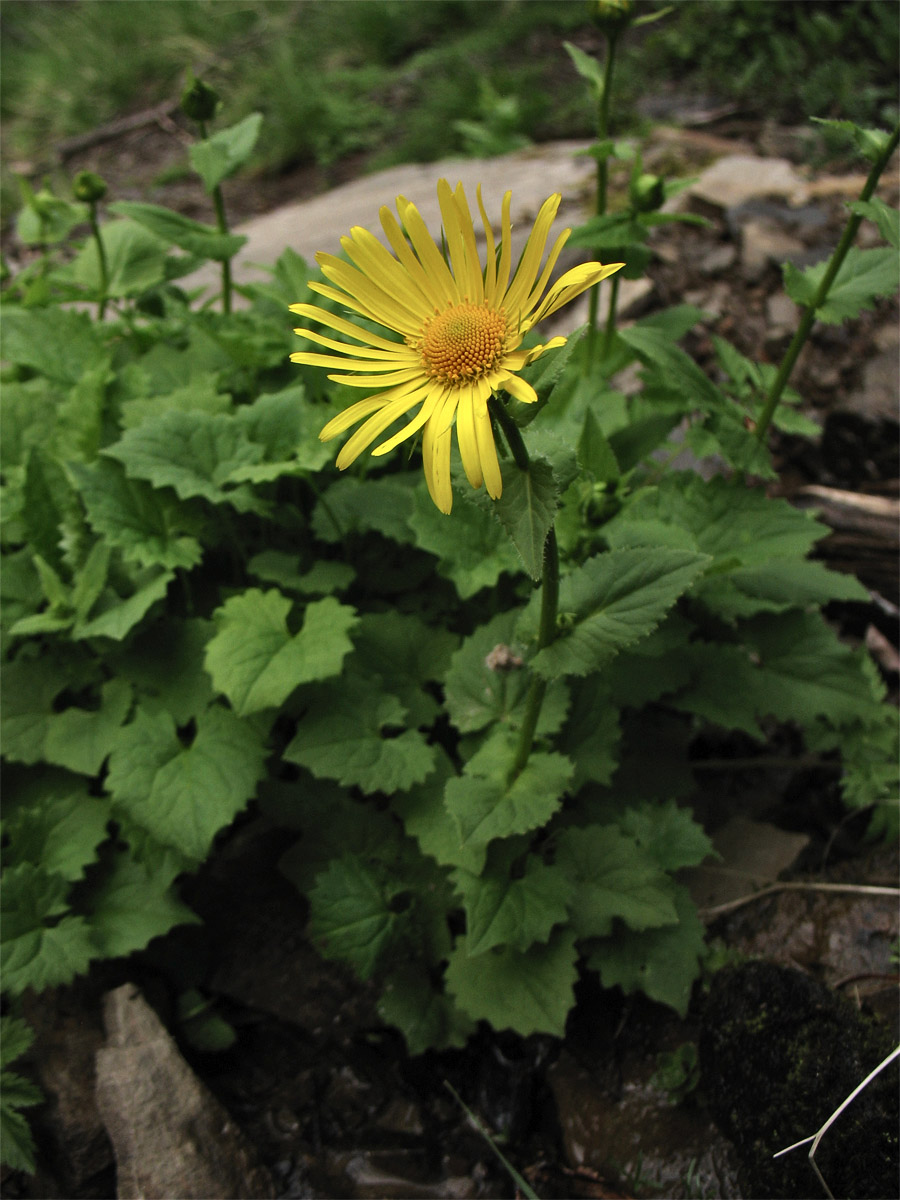 Изображение особи Doronicum carpaticum.