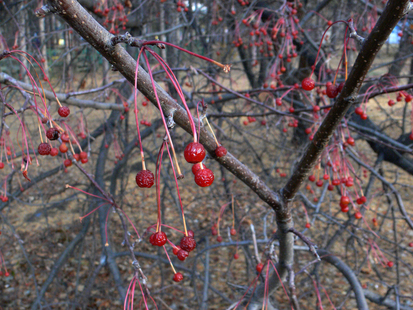 Изображение особи Malus baccata.