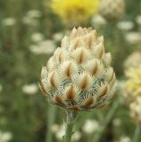 Centaurea orientalis. Соцветие. Север Краснодарского края, Кущёвский заказник, остепнённый склон. 25.06.2010.