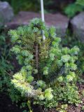 Picea sitchensis
