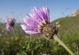 Psephellus circassicus. Верхушка побега с соцветием. Адыгея, Кавказский биосферный заповедник, северо-восточный склон горы Оштен, ≈ 2300 м н.у.м., субальпийский луг. 18.07.2015.
