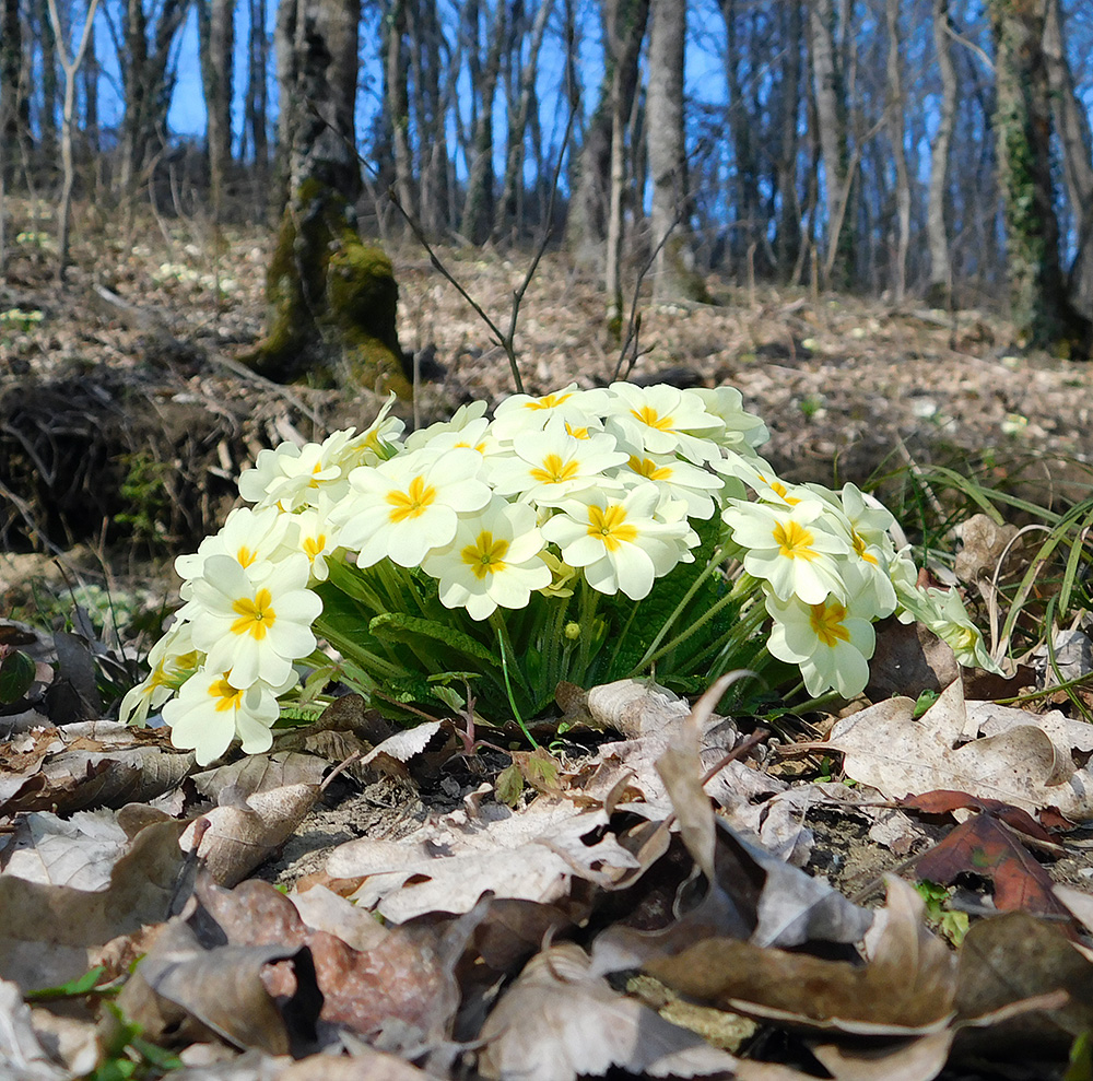 Image of Primula vulgaris specimen.