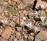 Crocus cyprius