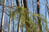 Picea abies. Ветвь. Санкт-Петербург, Дудергофские высоты, широколиственный лес с преобладанием клёна. 21.04.2019.