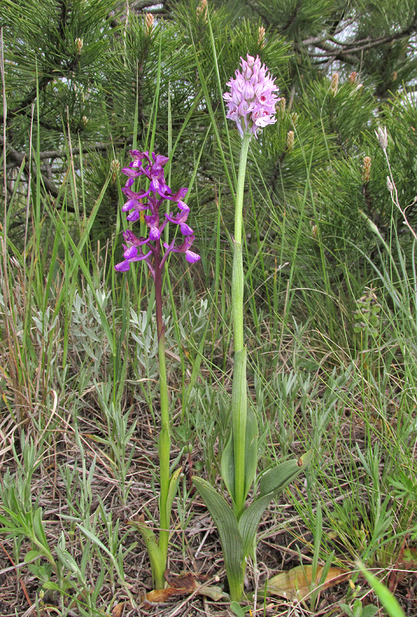 Image of familia Orchidaceae specimen.