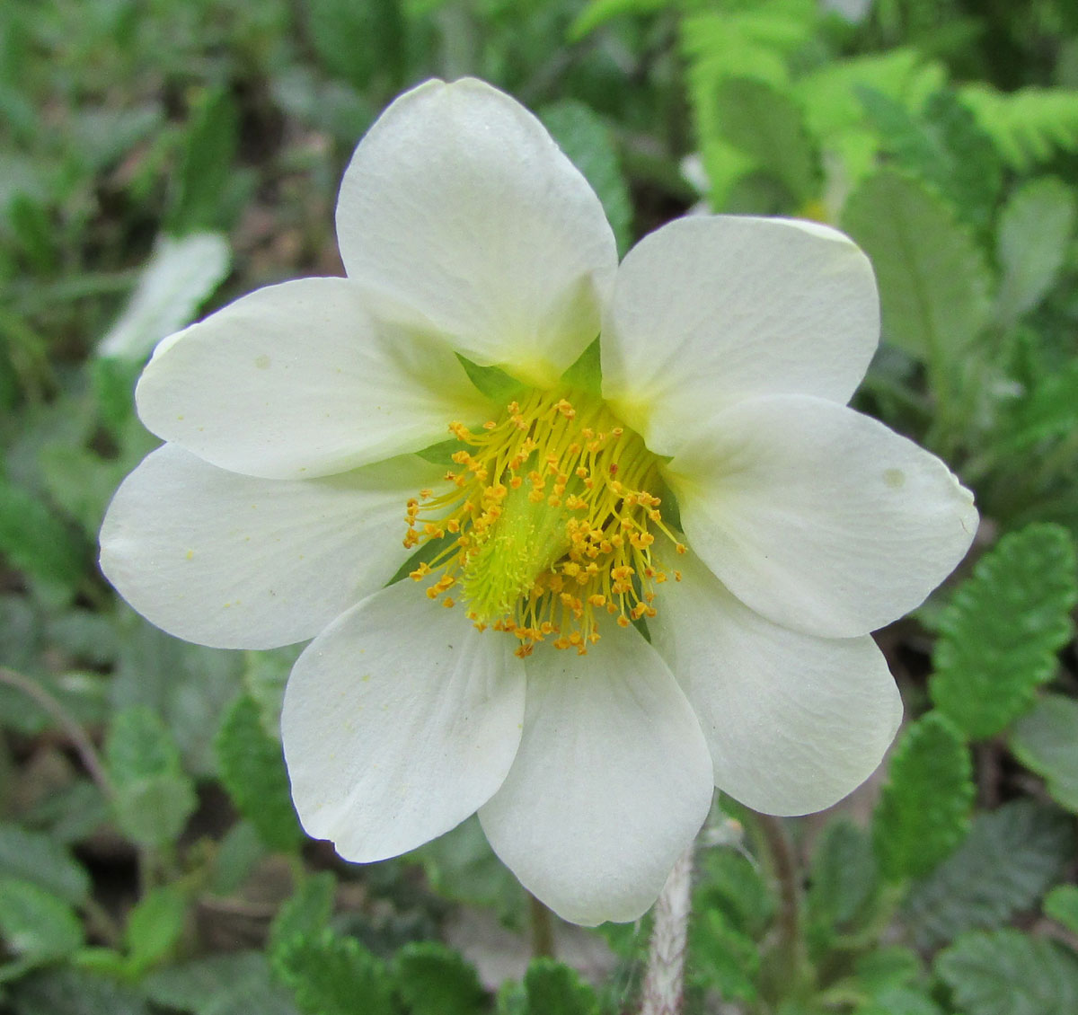 Изображение особи Dryas octopetala.