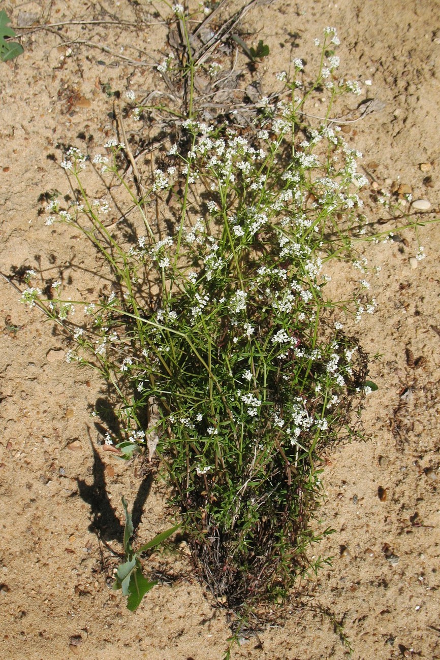 Изображение особи Galium uliginosum.