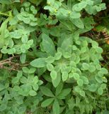 Euphorbia angulata