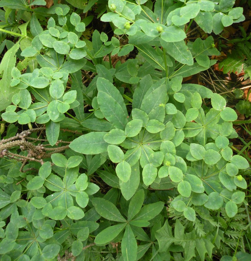 Изображение особи Euphorbia angulata.
