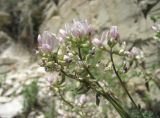 Oxytropis dasypoda