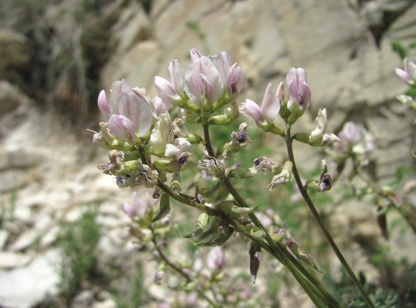 Изображение особи Oxytropis dasypoda.