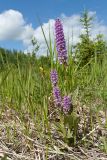 Dactylorhiza baltica. Куртинка цветущих растений. Ленинградская обл., Гатчинский р-н, окр. дер. Авколево, карьер \"Елизаветино\", зарастающий деревьями разнотравно-вейниковый луг на известняке. 16.06.2019.