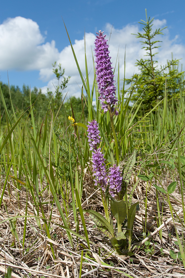 Image of Dactylorhiza baltica specimen.