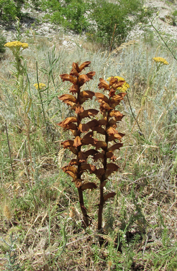 Изображение особи Orobanche caryophyllacea.