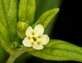 Lithospermum officinale