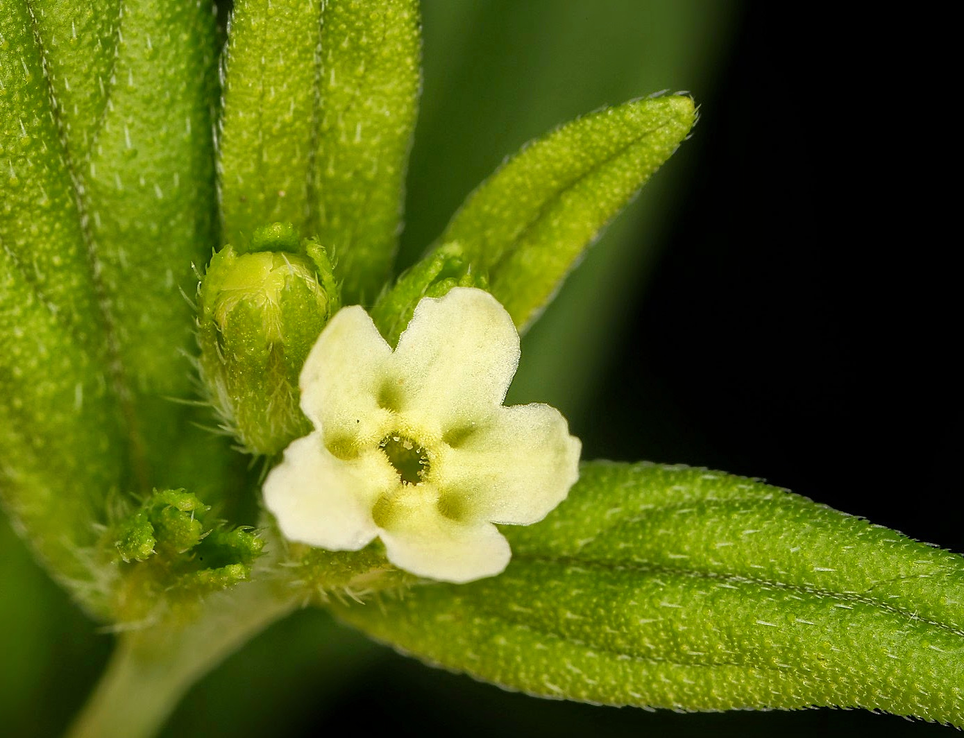 Image of Lithospermum officinale specimen.