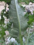 род Cirsium